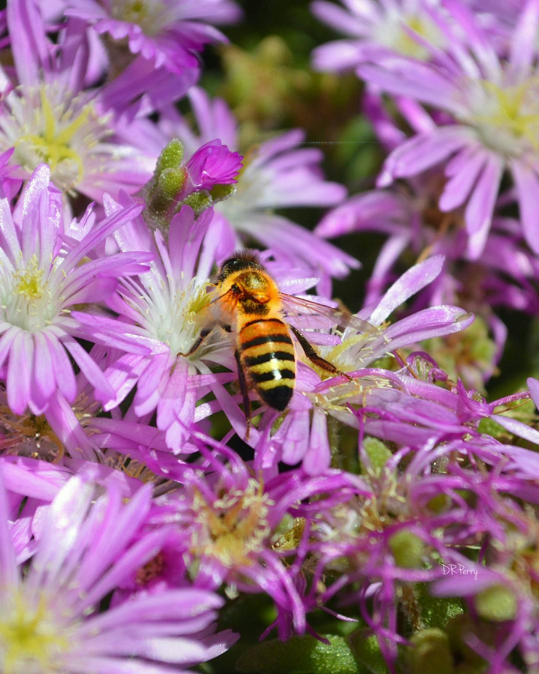 3beeb-13259679_300751150256273_2047847923_n